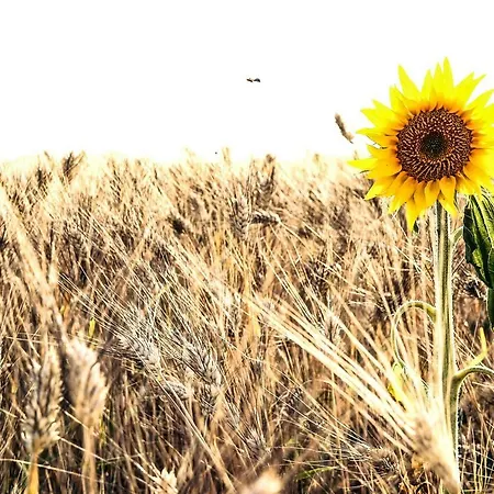 B&B Sara Mare 마르첼리